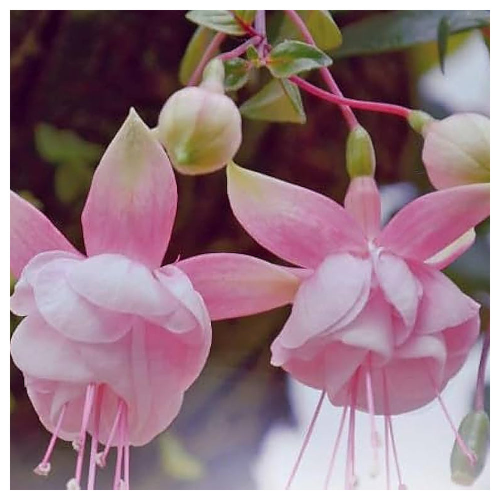 Heirloom Non-GMO Fuchsia Flower Seeds – Light Pink Blooms for Planting – Organic Garden Seeds, High Germination | Neera Seeds product photo [neera-v4-7073bf508af1833f785c]