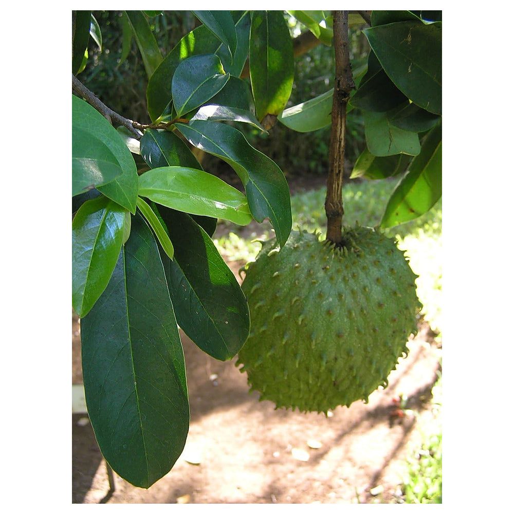 Solanum Sessiliflorum Fruit Seeds – Tropical Fruit for Exotic Gardening, Heirloom, Non-GMO & Organic Seeds | Neera Seeds product photo [neera-v4-707f4df7677501c419e5]