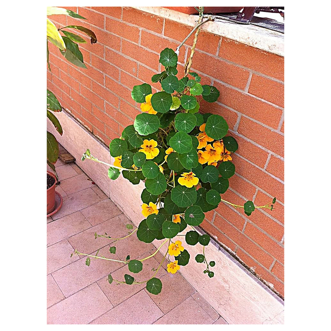 Nasturtiums Hanging Coir Basket Hybrid Patio Gardens Flower Seeds Home Garden Planting, | Neera Seeds product photo [neera-v4-70a8e23bf239ca95b672]