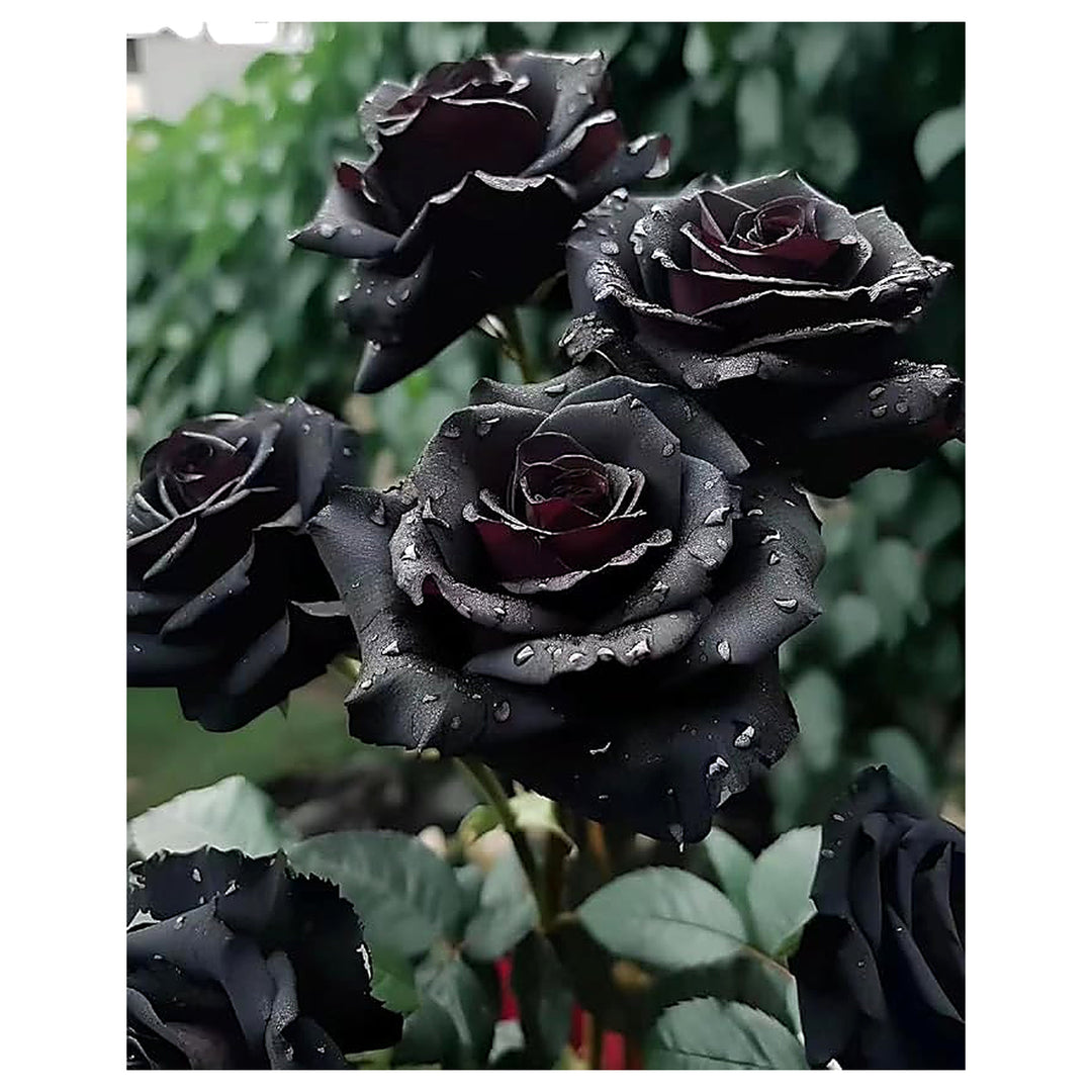 Black Rose Rosa Hybrida Flower For Planting Striking Dark Blooms For Garden Beds Ornamental Use | Neera Seeds product photo [neera-v4-70ad8db5ed53d593c2c5]