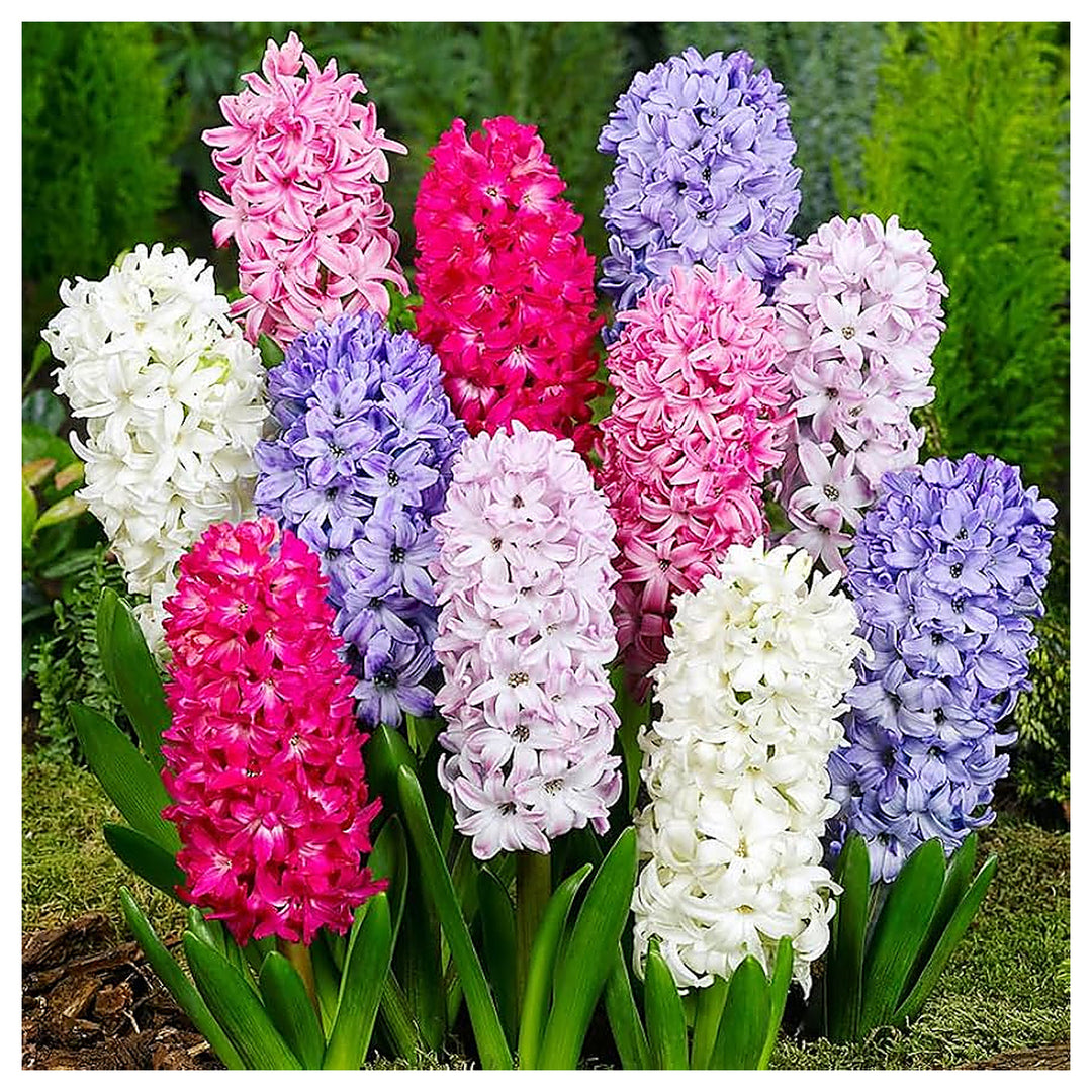 Multi-Color Hyacinthus Orientalis Seeds for Planting – Heirloom, Non-GMO, High Germination Organic Garden Seeds | Neera Seeds product photo [neera-v4-70b5daf7031a75b44b0c]
