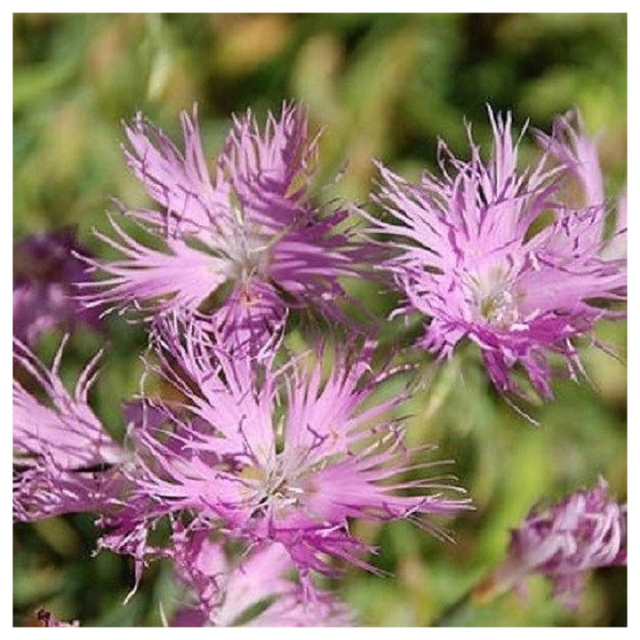Dianthus Superbus Flower Seeds for Planting - 100 pcs | Neera Seeds product photo [neera-v4-70c772a831c840fa69d2]