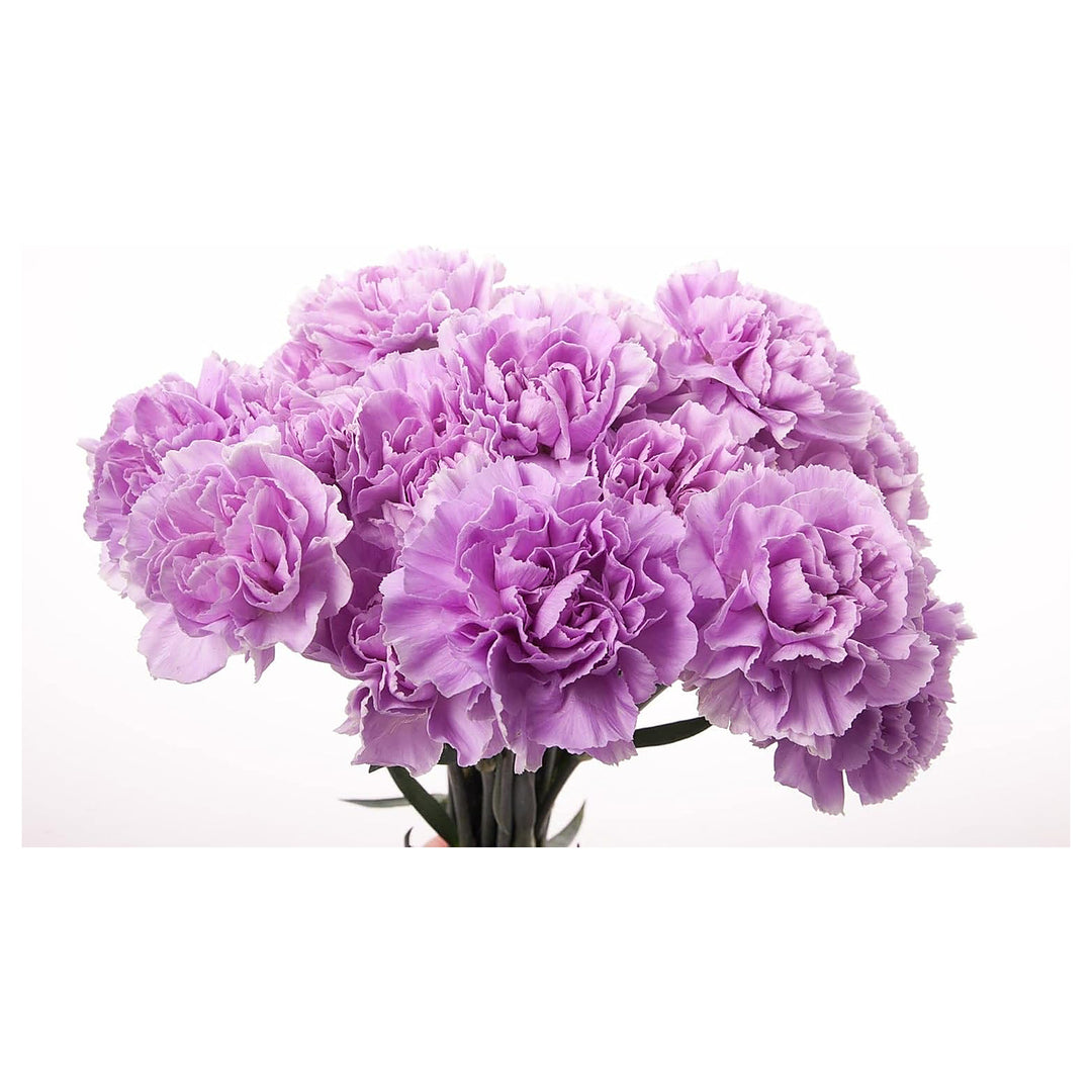 Heirloom Lavender Carnation Flower Seeds, Non-GMO Fragrant Blooms for Planting | Neera Seeds product photo [neera-v4-70ca1063195434adc4e1]