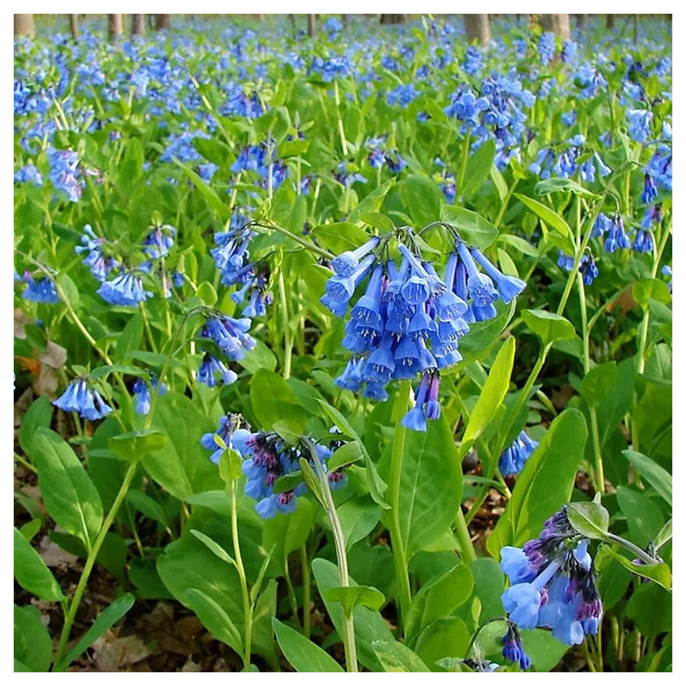 Mertensia Flower Seeds for Planting - Heirloom Non-GMO High Germination Organic Garden Seeds | Neera Seeds product photo [neera-v4-70d13a9f855e8258ce5f]
