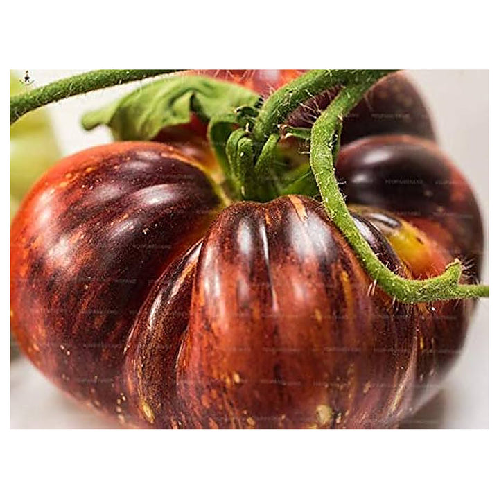 Brown Giant Tomato Seeds for Planting – Heirloom, Non-GMO, High Germination Garden Seeds | Neera Seeds product photo [neera-v4-70d354a3047803255cf6]