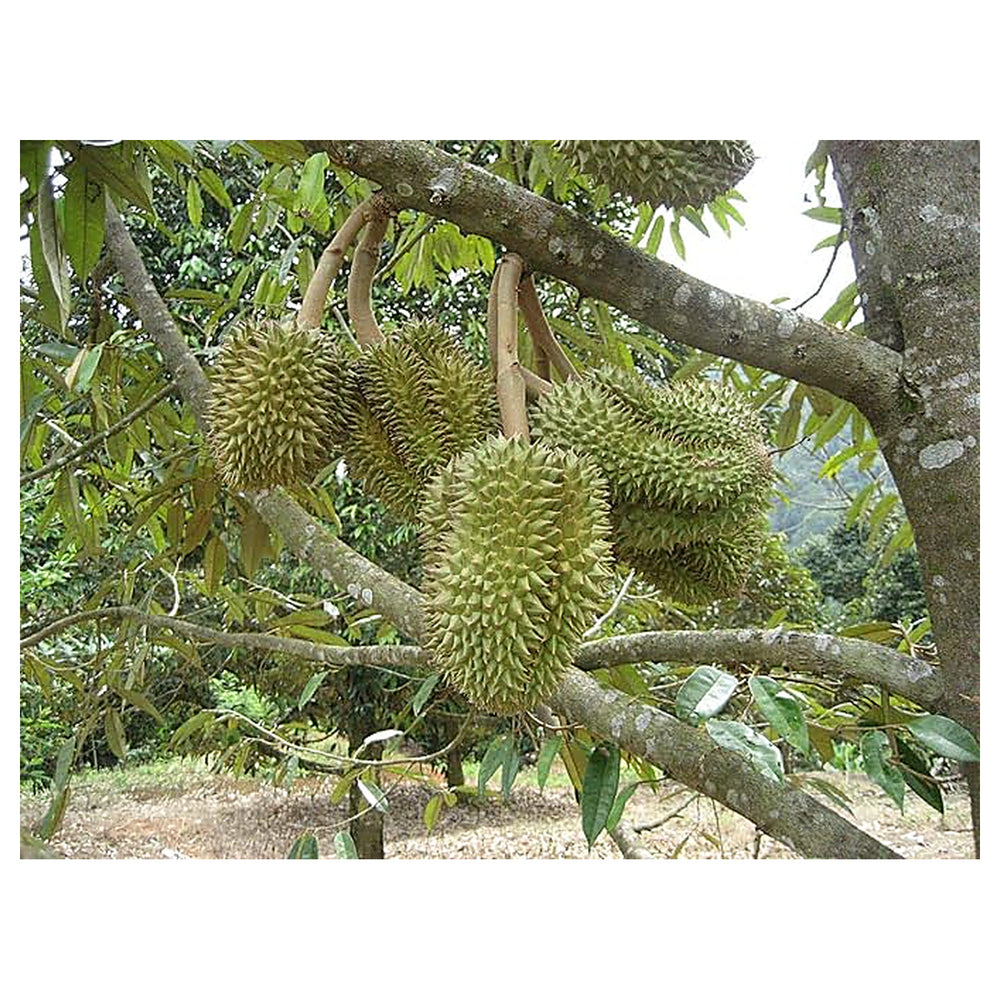 Durian Monthong Seeds – Premium Tropical Fruit Seeds for Garden Planting | Neera Seeds product photo [neera-v4-70eb80a0aa952e691a4c]