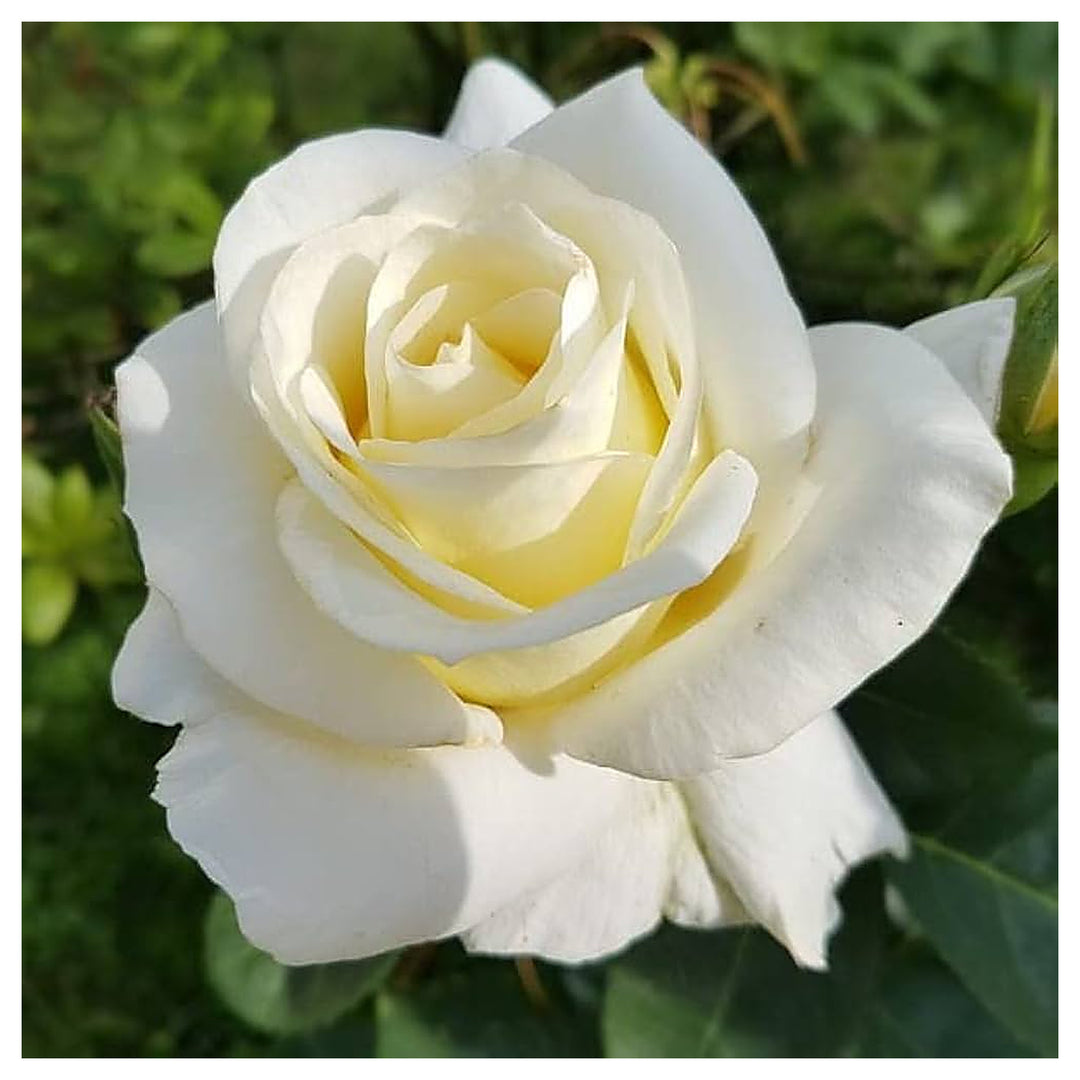 Organic White Double Petal English Rose Seeds for Planting – Heirloom Non-GMO | High Germination Organic Garden See | Neera Seeds product photo [neera-v4-70f7470e8dd750f9d580]