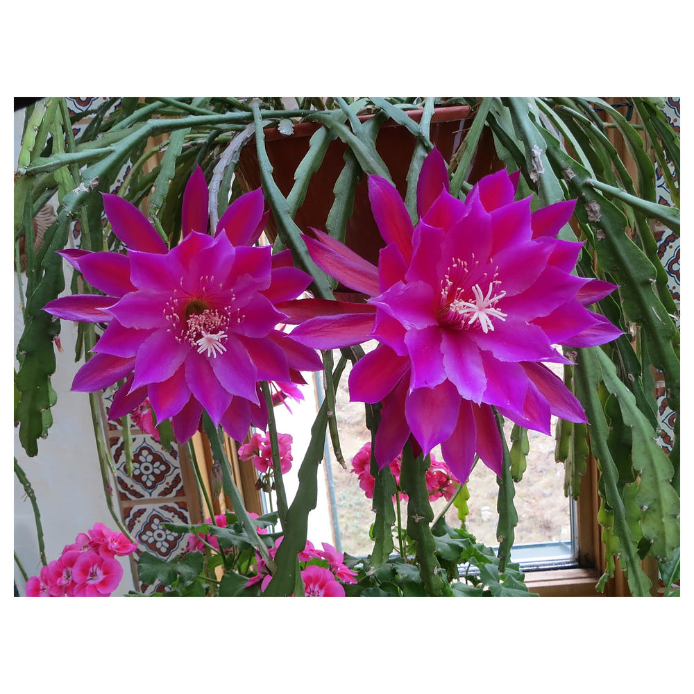 Purple Epiphyllum Oxypetalum Flower Seeds – Heirloom Non-GMO Seeds for Garden Planting | Neera Seeds product photo [neera-v4-7118f19db6bf8739f836]