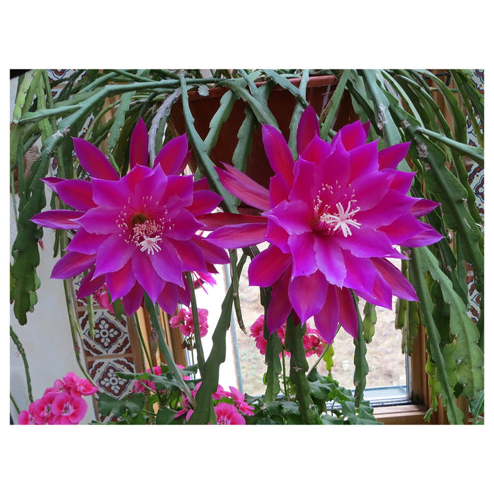 Purple Epiphyllum Oxypetalum Flower Seeds – Heirloom Non-GMO Seeds for Garden Planting | Neera Seeds product photo [neera-v4-7118f19db6bf8739f836]