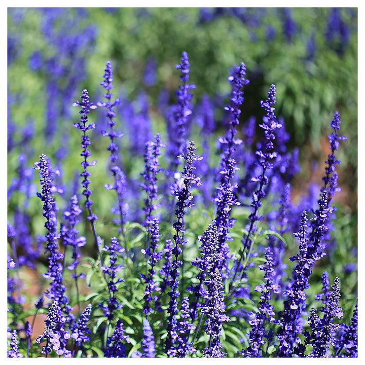 Blue Sage Flower Seeds – Heirloom Non-GMO Herb Blooms for Vibrant Garden Planting | Neera Seeds product photo [neera-v4-711e1bd537c7ddaaad71]