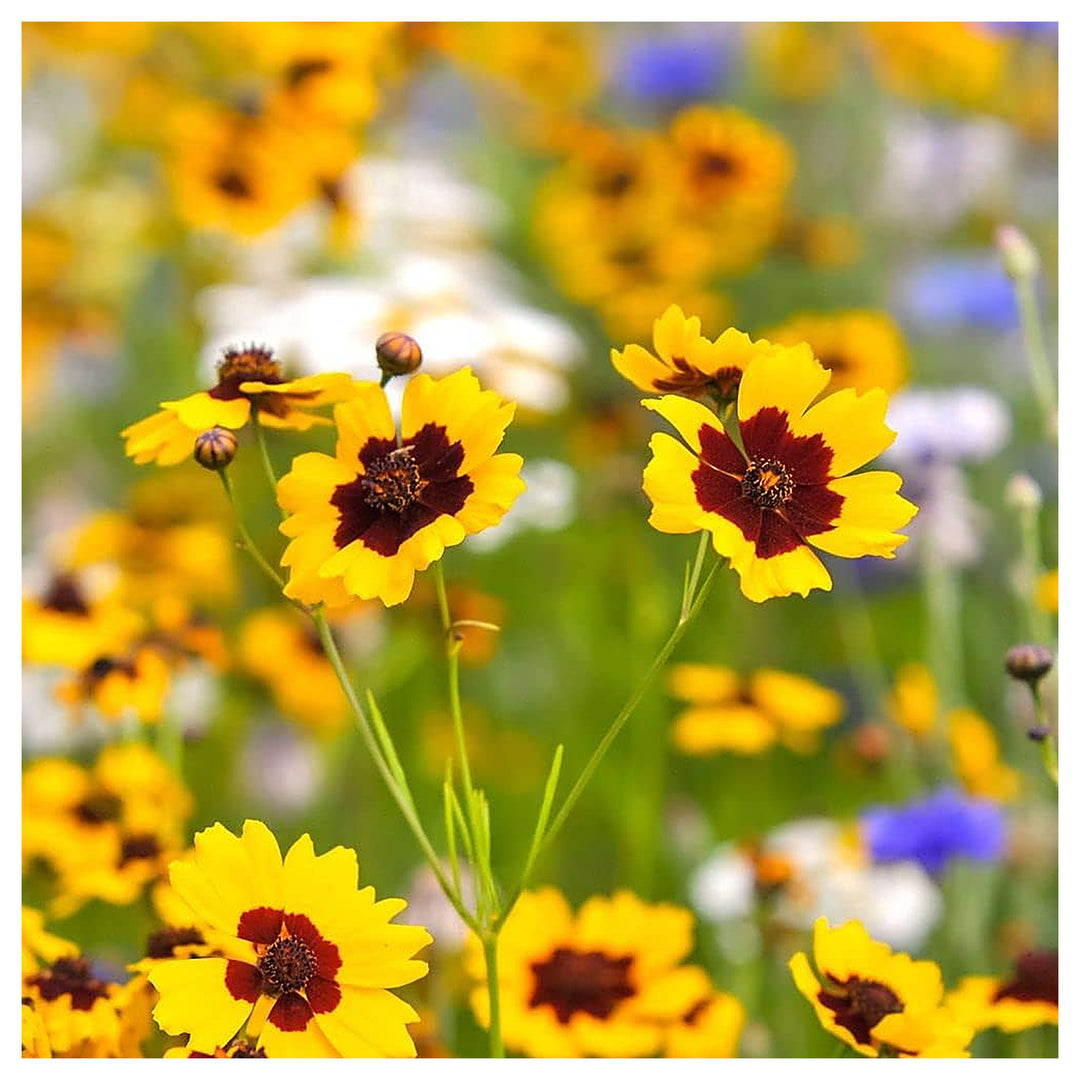 Coreopsis Coreopsis Palmata Prairie Wildflower For Planting Native Flower For Pollinator Gardens | Neera Seeds product photo [neera-v4-7121112841a9fc198e67]