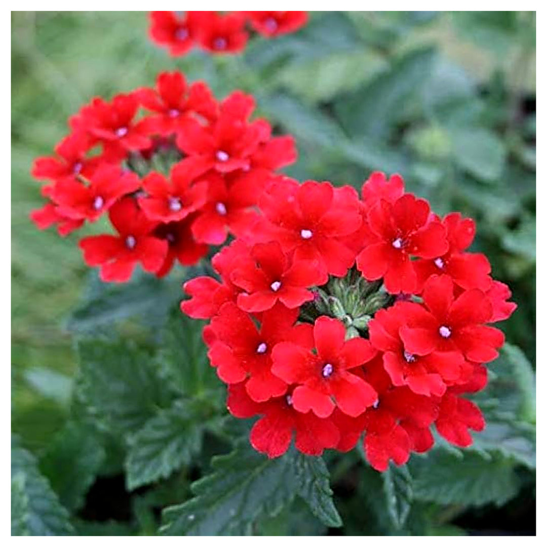 Heirloom Non-GMO Verbena Flower Seeds for Garden Planting – Colorful Blooms | Neera Seeds product photo [neera-v4-71237d36f802b441b71b]