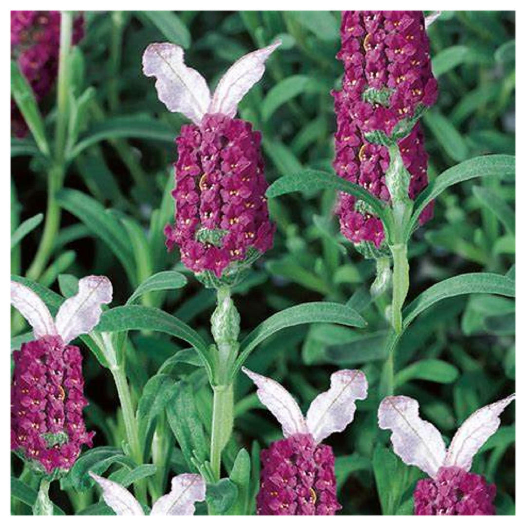 Red Lavender Usa Heirloom Organic Flower Seeds Home Garden Planting, Premium Organic Blooming | Neera Seeds product photo [neera-v4-71259a459483314b64fb]