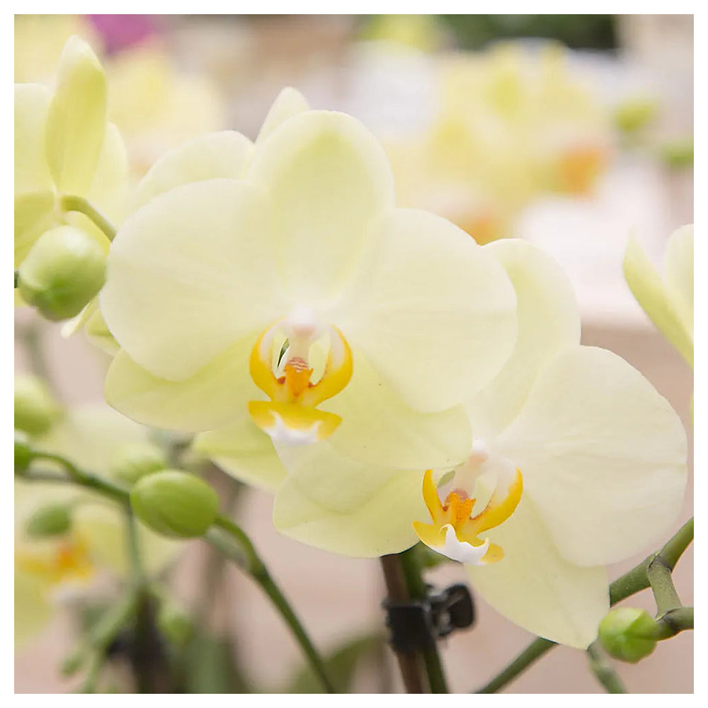 Heirloom Light Yellow Phalaenopsis Orchid Flower Seeds – Non-GMO Exotic Blooms for Planting, High Germination | Neera Seeds product photo [neera-v4-7127d00bcc5f74a1e450]