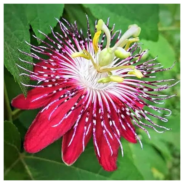 Organic Heirloom Red Winged-Stem Passion Flower Seeds – Non-GMO Unique Seeds for Planting | Neera Seeds product photo [neera-v4-7130079dd6e5f4c5b80a]