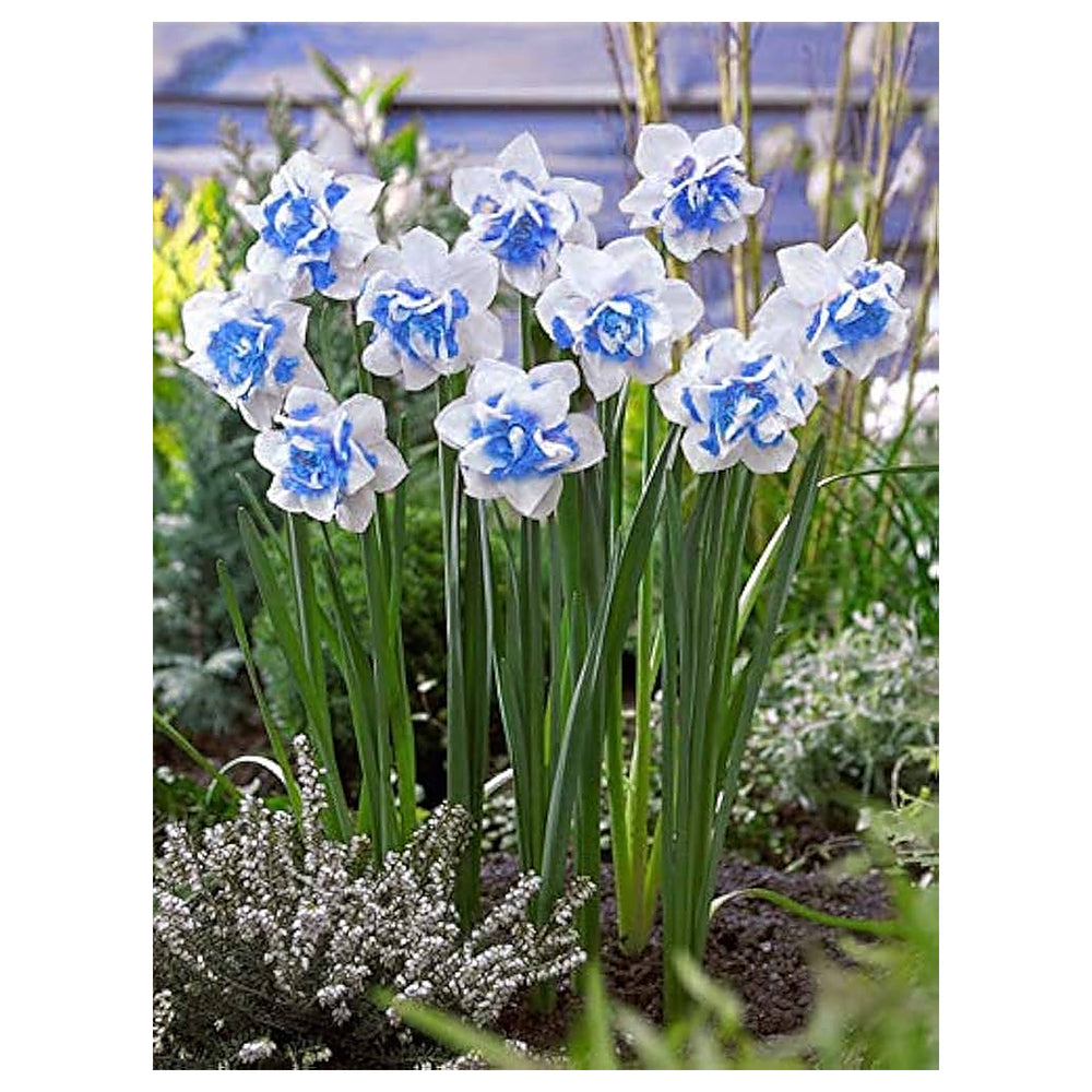 Heirloom Narciso Flower Seeds for Planting - Non-GMO Spring Bloom High Germination Organic Garden Seeds | Neera Seeds product photo [neera-v4-713dbc99a3c6a8d0a3e7]