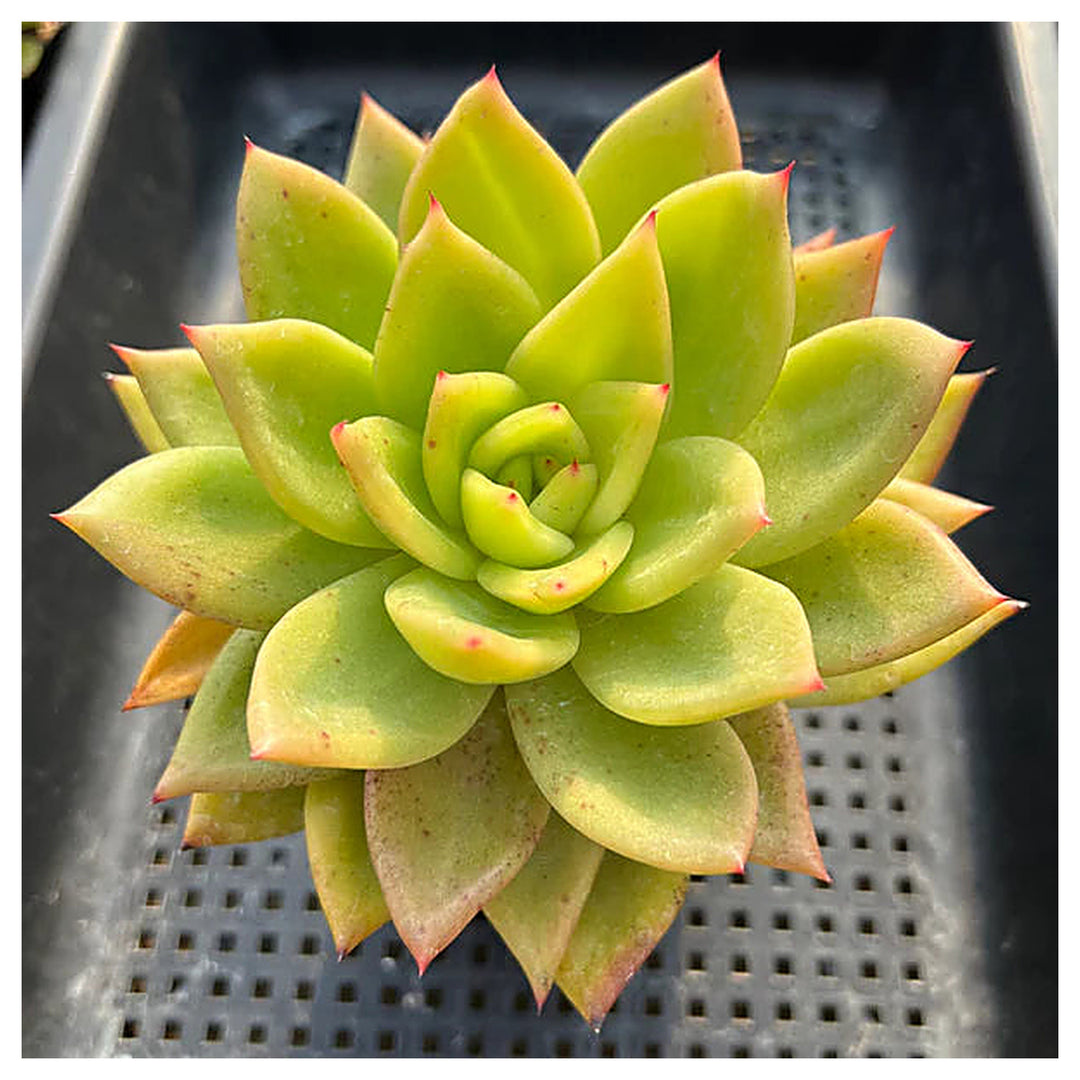 Yellow Green Succulent Flower Seeds – Heirloom Non-GMO Drought-Tolerant Seeds for Planting | Neera Seeds product photo [neera-v4-713f72047c9ce89e2a71]