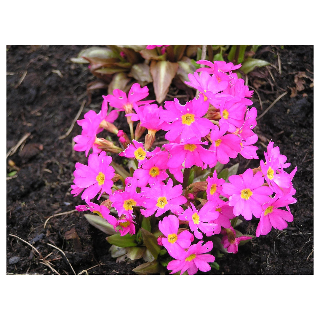 Himalayan Primrose Flower Seeds for Planting – Heirloom, Non-GMO, High Germination Organic Garden Seeds | Neera Seeds product photo [neera-v4-713fd1eb920d290f2337]