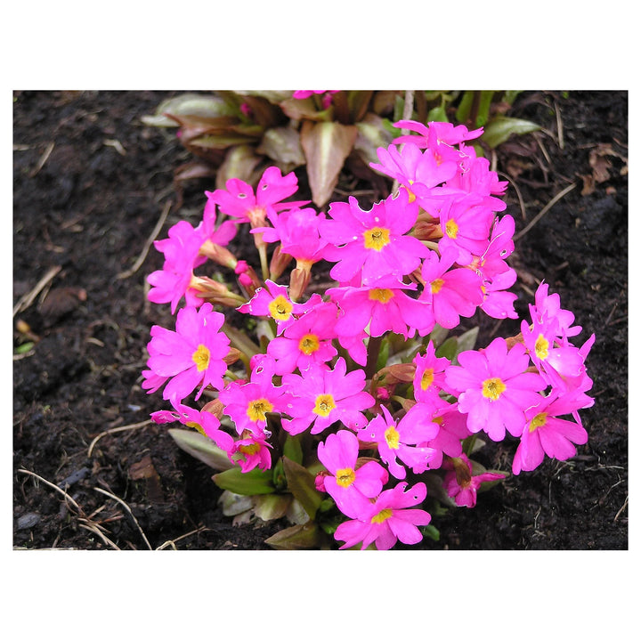 Himalayan Primrose Flower Seeds for Planting – Heirloom, Non-GMO, High Germination Organic Garden Seeds | Neera Seeds product photo [neera-v4-713fd1eb920d290f2337]
