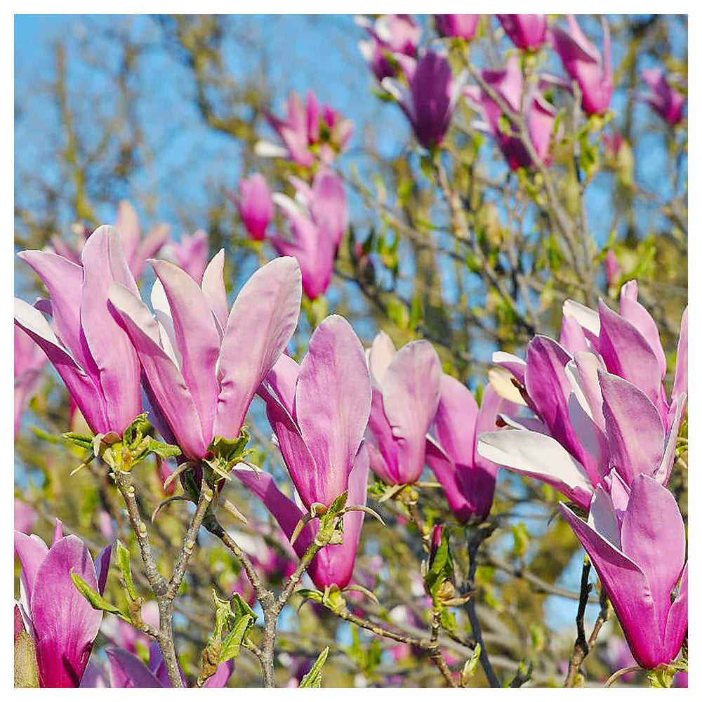 Heirloom Magnolia Liliiflora Flower Seeds for Planting – Non-GMO, Organic Garden Seeds with High Germination | Neera Seeds product photo [neera-v4-7142b274adbd181337bf]