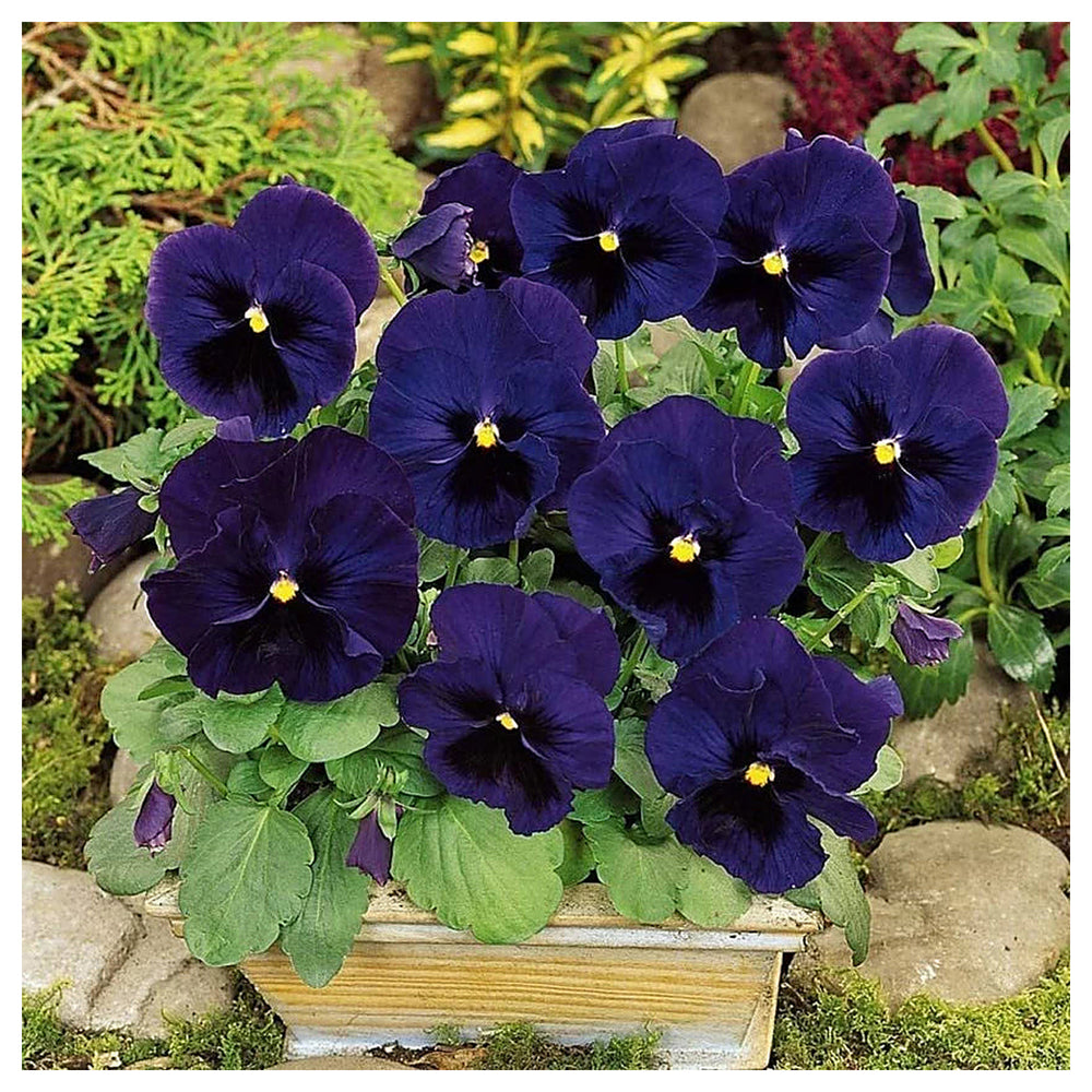 Deepblue Pansy Flower Seeds for Planting - Heirloom Non-GMO High Germination Organic Garden Seeds | Neera Seeds product photo [neera-v4-71543fae53df73b4053c]