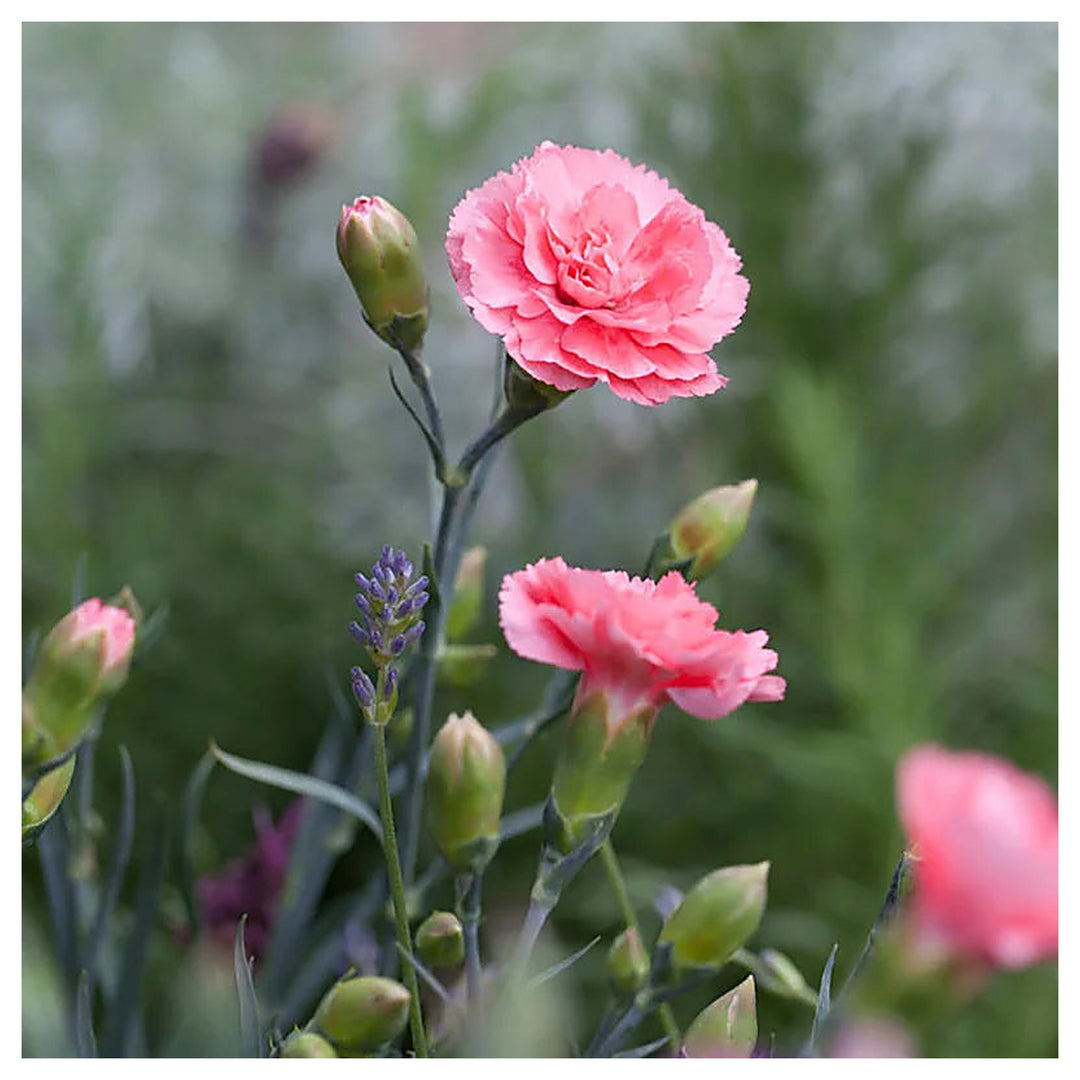 Heirloom Non-GMO Baby Pink Dianthus Flower Seeds for Garden Planting – Fragrant Cottage Blooms | Neera Seeds product photo [neera-v4-715c5716d65e89f46295]