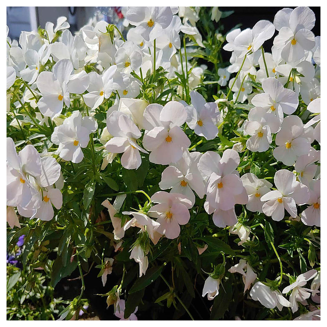 White Viola Perfection Viola X Wittrockiana Planting Flower Bed Flower Seeds Home | Neera Seeds product photo [neera-v4-716d56336634fa2e017e]