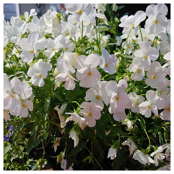 White Viola Perfection Viola X Wittrockiana Planting Flower Bed Flower Seeds Home | Neera Seeds product photo [neera-v4-716d56336634fa2e017e]