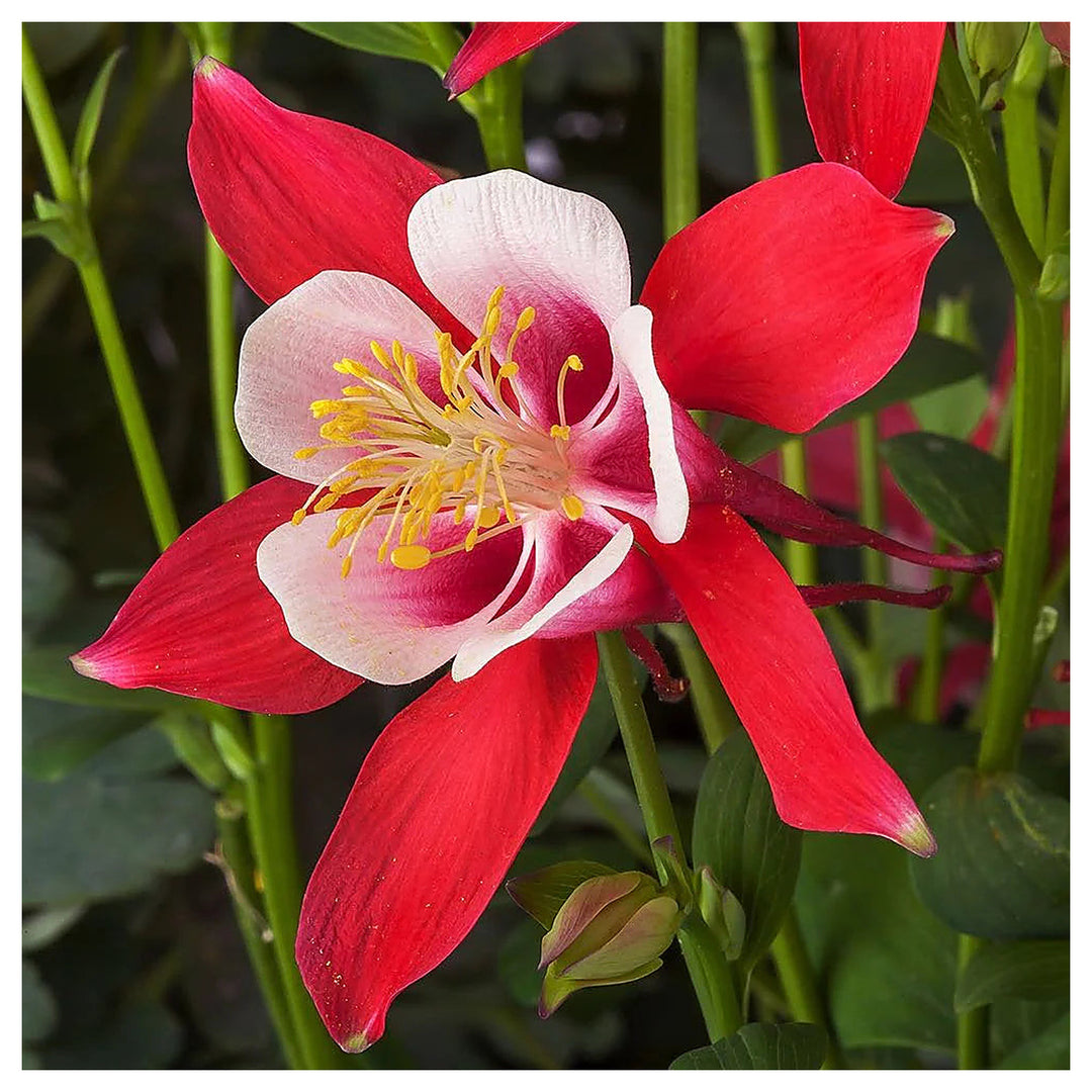 White &amp; Red Aquilegia Heirloom Non-GMO Seeds for Planting – High Germination Organic Garden Seeds for Colorful Bloo | Neera Seeds product photo [neera-v4-7172b0fc0cd89d4c249a]