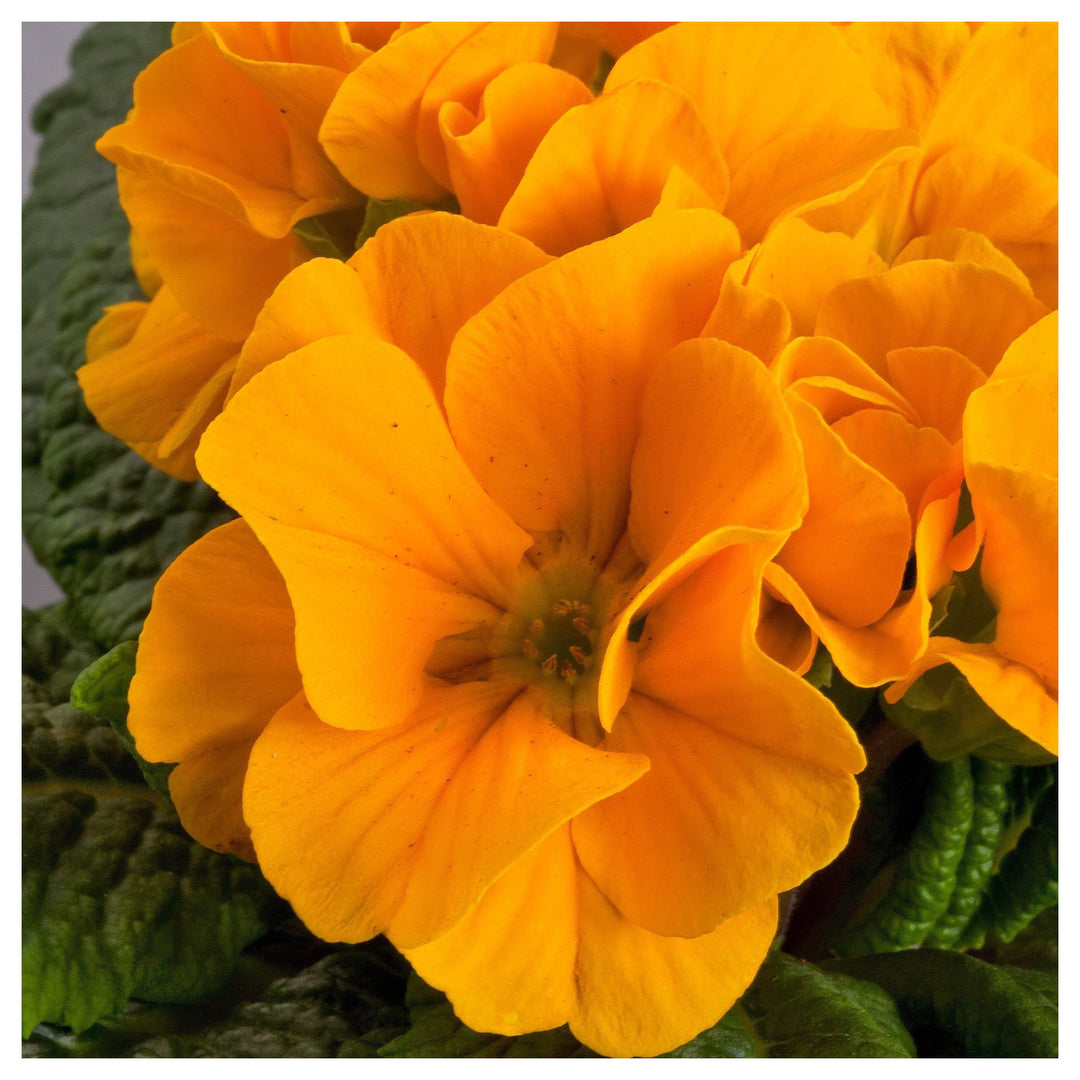 Orange Primrose Flower Seeds for Planting – Heirloom, Non-GMO, High Germination Organic Garden Seeds | Neera Seeds product photo [neera-v4-7183d1b4347521203430]