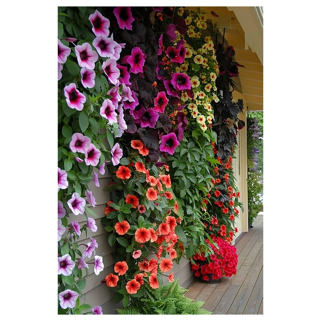 Climbing Petunia Petunia Spp For Planting In Vertical Garden Flower Seeds for Home Garden Planting, | Neera Seeds product photo [neera-v4-7192483ab17d83db6cc7]