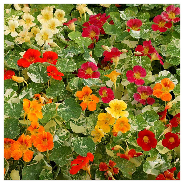 Mixed Nasturtium Flower Seeds for Planting – Heirloom, Non-GMO, High Germination Organic Garden Seeds | Neera Seeds product photo [neera-v4-71a0e96dec0292375e3d]