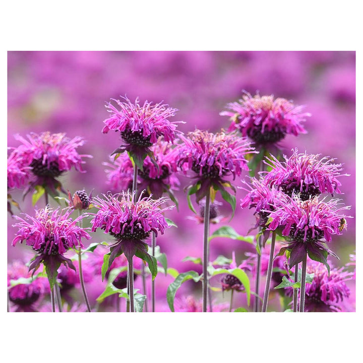 Monarda Purple Flower Seeds – Organic, Heirloom, Non-GMO Seeds for Planting Vibrant Garden Blooms | Neera Seeds product photo [neera-v4-71a33865973fff32351b]