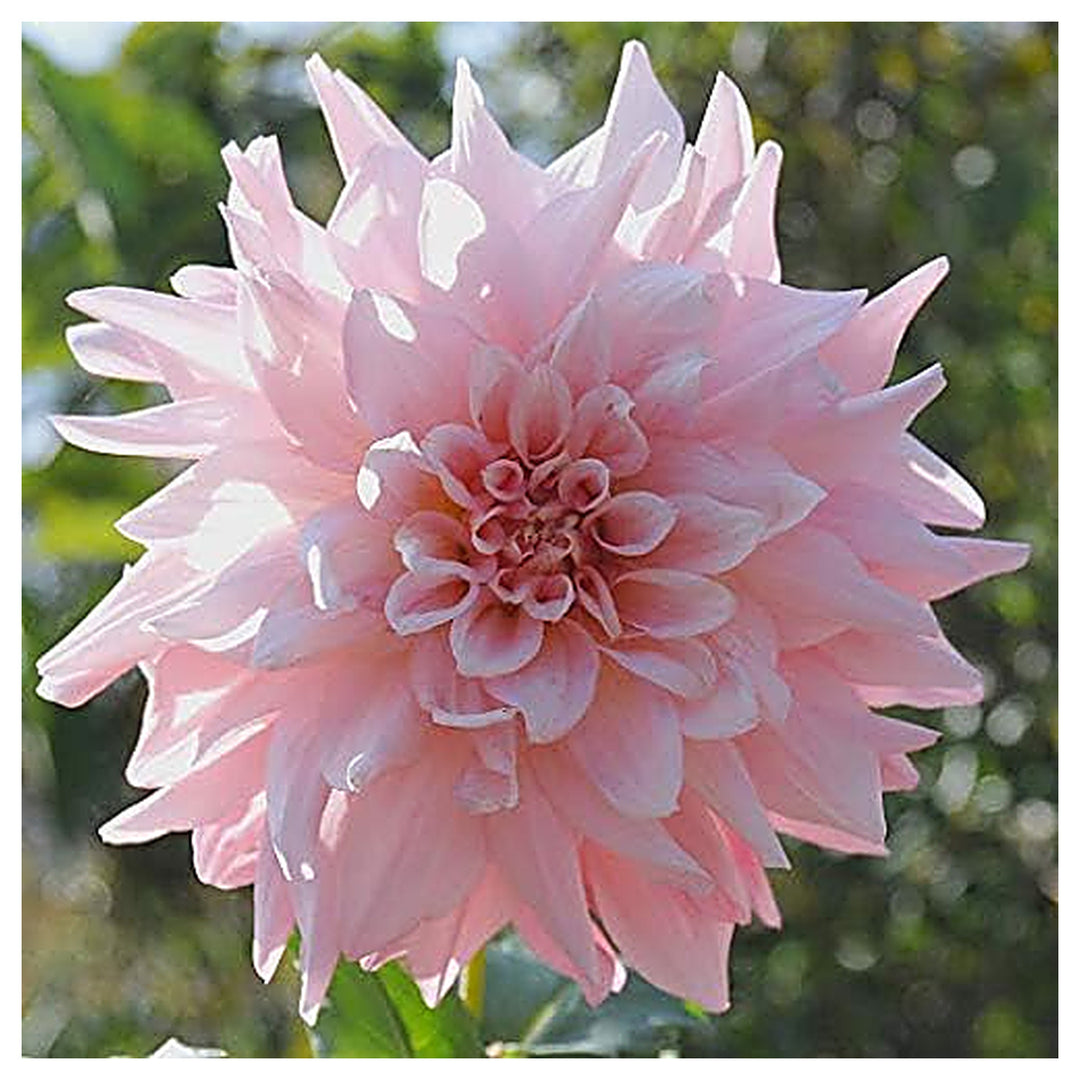 Heirloom Light Pink Dahlia Flower Seeds – Non-GMO | High Germination Organic Garden Seeds for Planting Stunning Blo | Neera Seeds product photo [neera-v4-71ae09975e56c994654c]