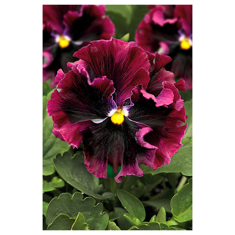 Organic Burgundy Pansy Flower Seeds for Planting – Heirloom, Non-GMO Garden Seeds | Neera Seeds product photo [neera-v4-71b0b21cdb4b29476e84]