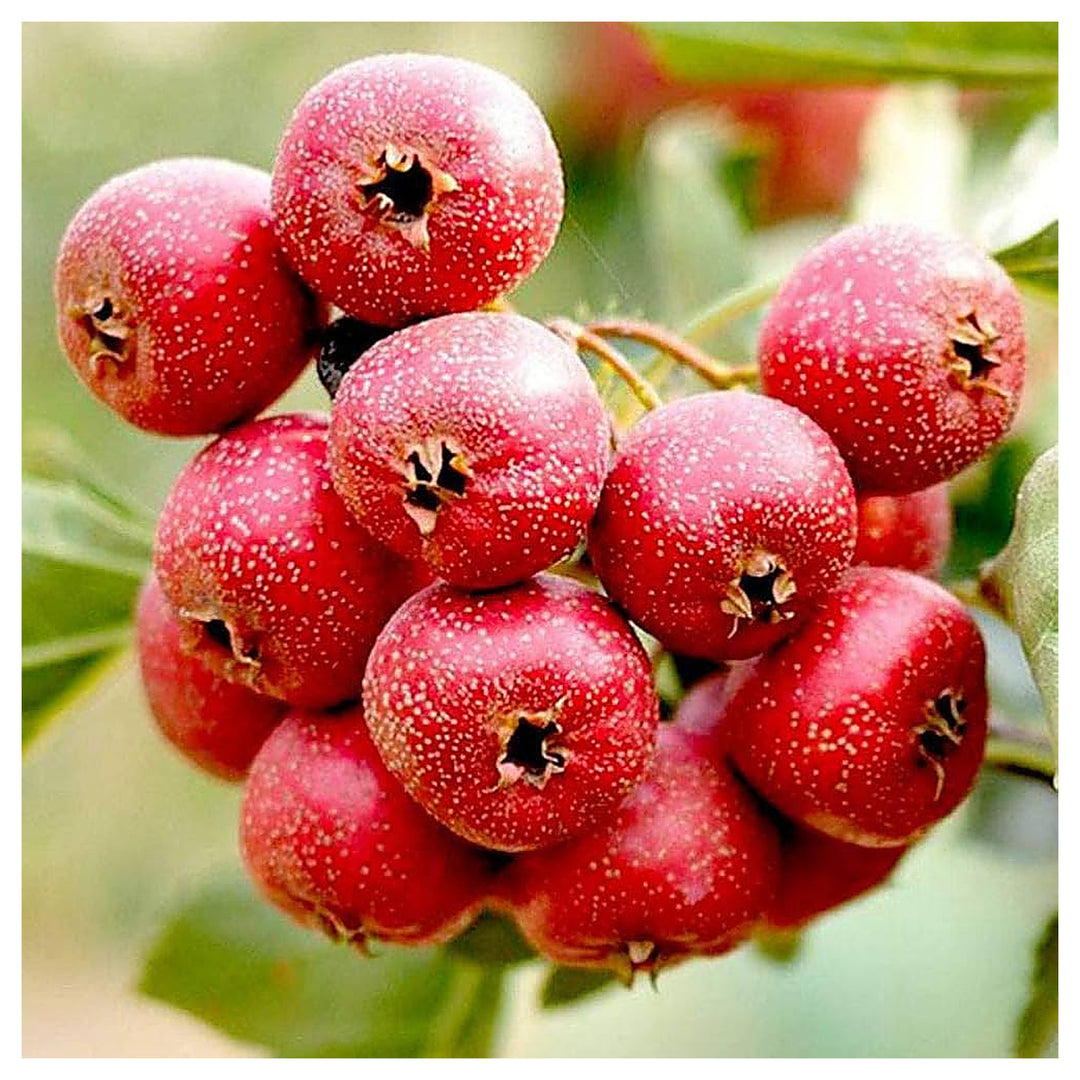 English Hawthorn (Crataegus laevigata) Seeds – Hardy Heirloom Trees with Beautiful Berries | Neera Seeds product photo [neera-v4-71b0fd7551fca1edcf5b]