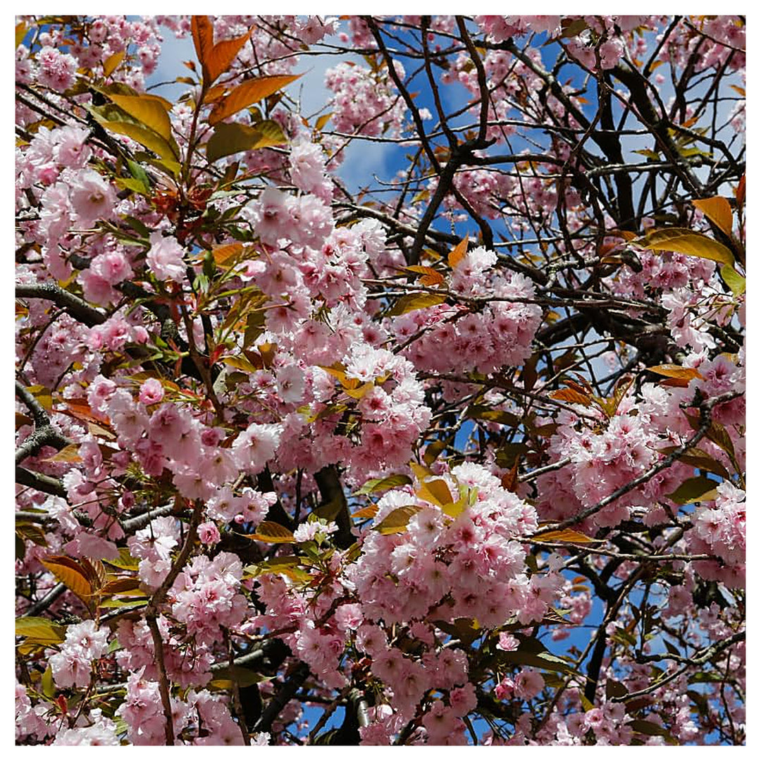 Pink Cherry Blossom Tree Of Cherry Blossom Original Flowering Tree Flower Seeds Home Garden | Neera Seeds product photo [neera-v4-71b453c605935e78ee15]