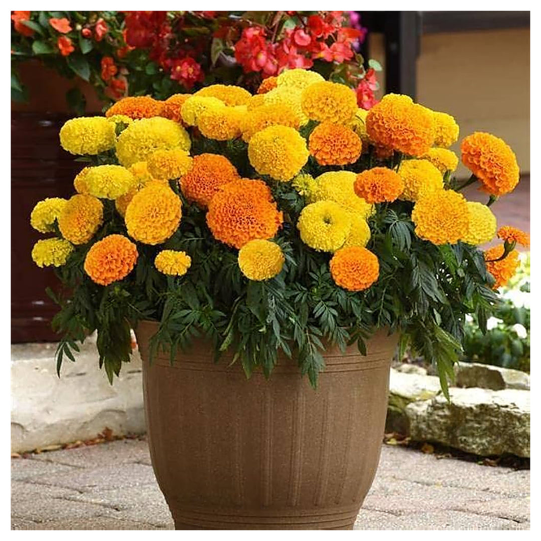 Hohe Chinesische Aster King Size Up To Cm Tall Stunning Flowers Your Garden Flower Seeds | Neera Seeds product photo [neera-v4-71b6341818fdae351f0c]