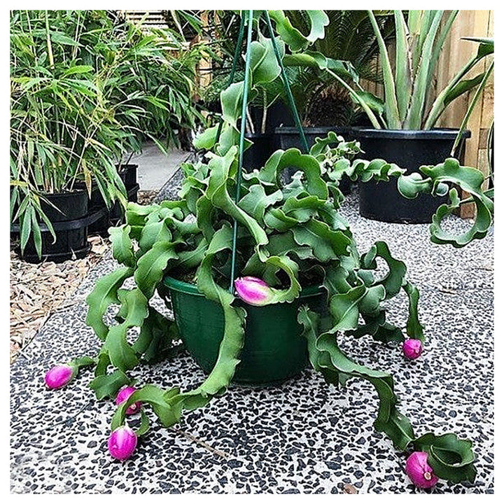 Guatemalan Monstrose Plant Seeds for Planting – Exotic Ornamental Cactus Variety | Neera Seeds product photo [neera-v4-71cd895da835784b9820]
