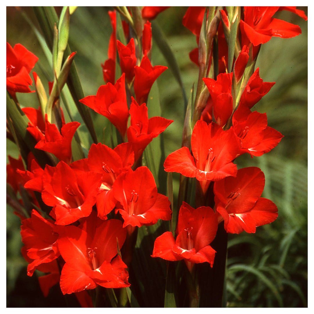 Organic Heirloom Gladiolus Flower Seeds for Planting – Red Variety Non-GMO High Germination Tall Blooms | Neera Seeds product photo [neera-v4-71d74a6fd3bc5fc25fab]