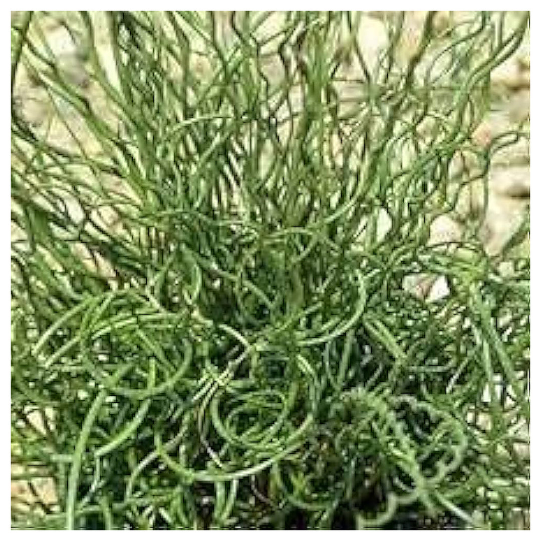 Spiralis Corkscrew Plant For Planting Flower Seeds for Home Garden Planting, Exotic Organic | Neera Seeds product photo [neera-v4-71d98c1f70d1337b24b7]