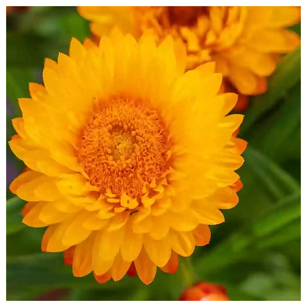 Heirloom Non-GMO Yellow Orange Straw Flower Seeds for Planting – Dried Blooms for Vibrant Garden Décor | Neera Seeds product photo [neera-v4-71def52747951a0a8061]