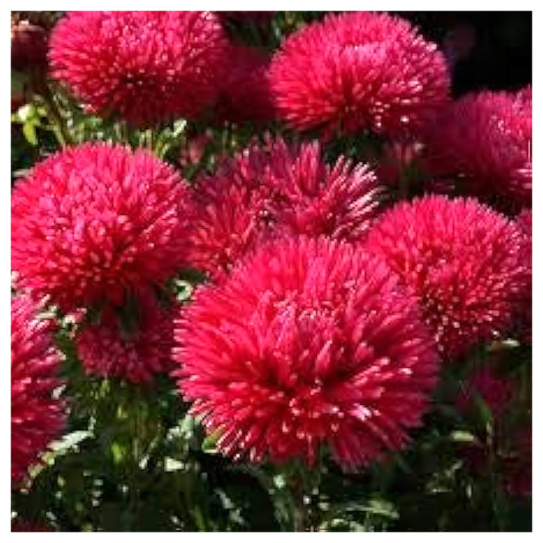 Red Aster Heirloom Non-GMO Seeds for Planting – High Germination Organic Garden Seeds | Neera Seeds product photo [neera-v4-71f8d1985e7ff63e7c8c]