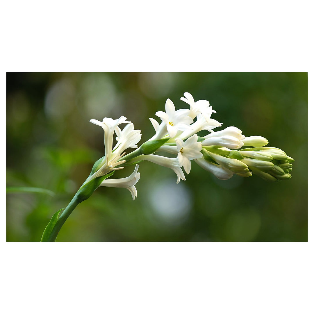 White White Night Scented Aufflowerssamen For Fragrant Blooms Flower Seeds for Home Garden | Neera Seeds product photo [neera-v4-721430c19a6bc338230e]
