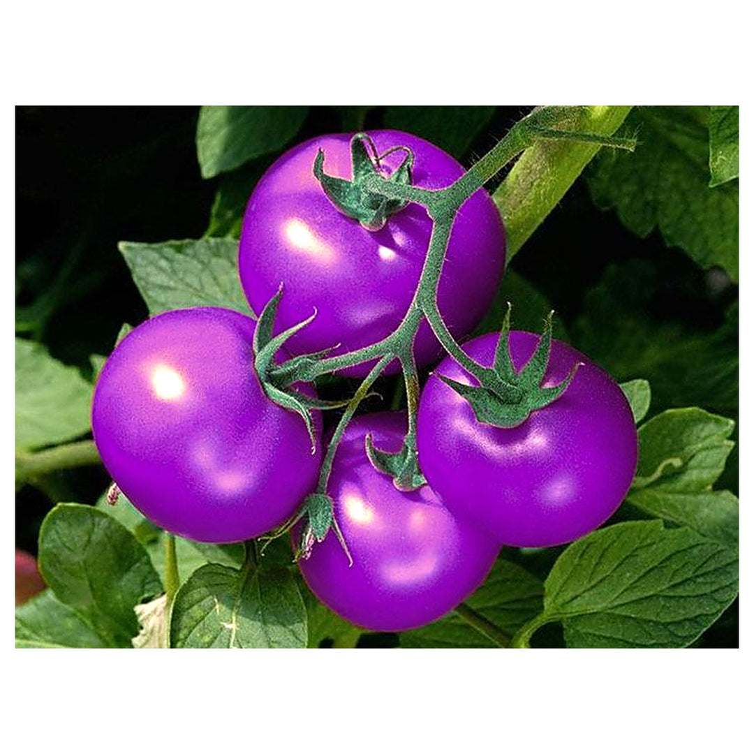 Violet Tomato Vegetable Seeds for Planting – 100 pcs Heirloom, Non-GMO, High Germination Seeds | Neera Seeds product photo [neera-v4-7223b8448ba5ec2c6491]
