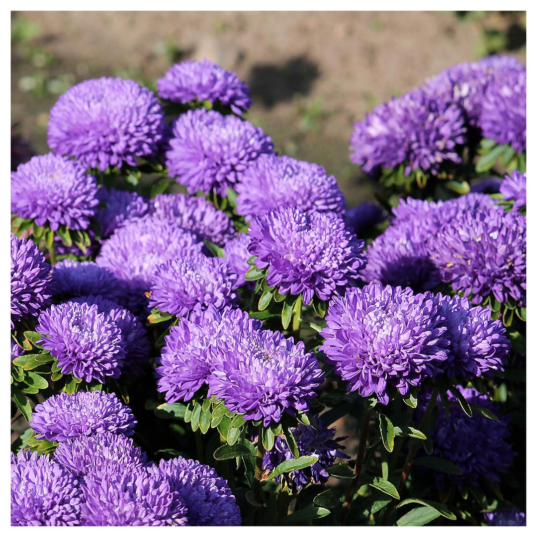 Lavender Aster Callistephus Seeds for Planting – Organic Heirloom Non-GMO High Germination Garden Seeds | Neera Seeds product photo [neera-v4-722c17e366b4dbc418ba]