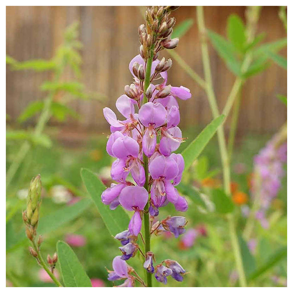 Heirloom Non-GMO Showy Tick Trefoil Flower Seeds for Planting – Vibrant Wildflower Blooming Seeds, High Germination | Neera Seeds product photo [neera-v4-722c854c4aa64bdddf4b]