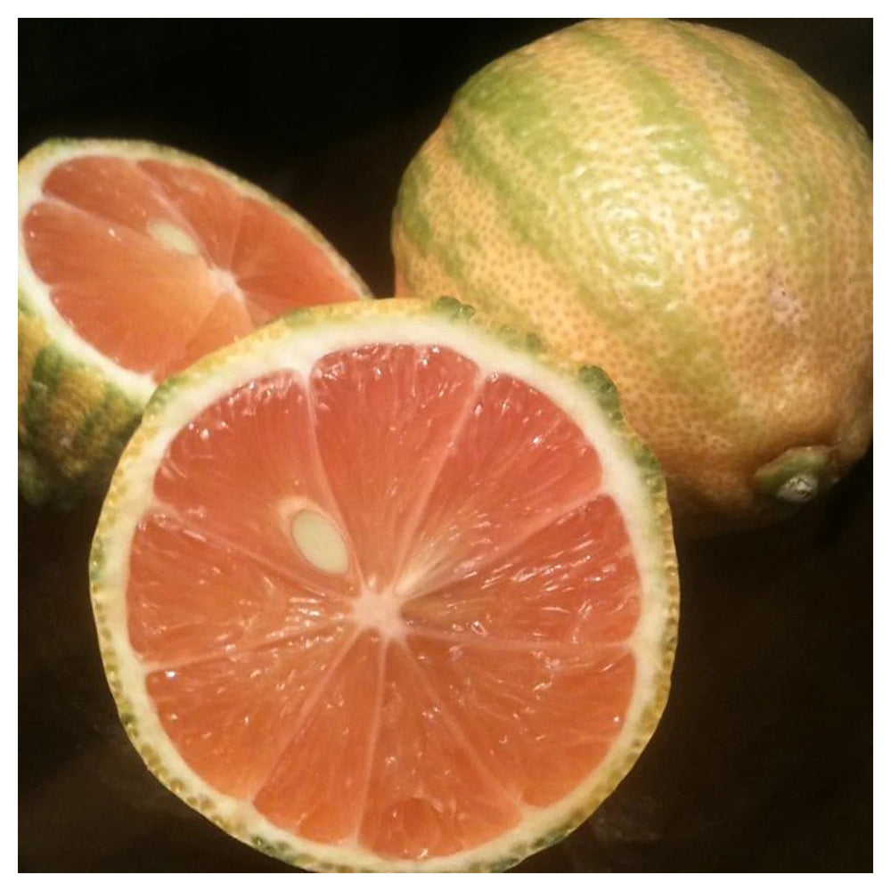 Pink Eureka Lemon Variegated Fruit Seeds for Planting – Refreshing, Zesty Citrus Fruits, 100 pcs, Heirloom & Non-GM | Neera Seeds product photo [neera-v4-72423ec4181b1bc58466]