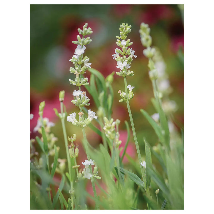 Lavender Lacy Frills Flower Seeds for Planting | Heirloom Non-GMO High Germination Organic Garden Seeds | Neera Seeds product photo [neera-v4-724e2cda9209523085f6]