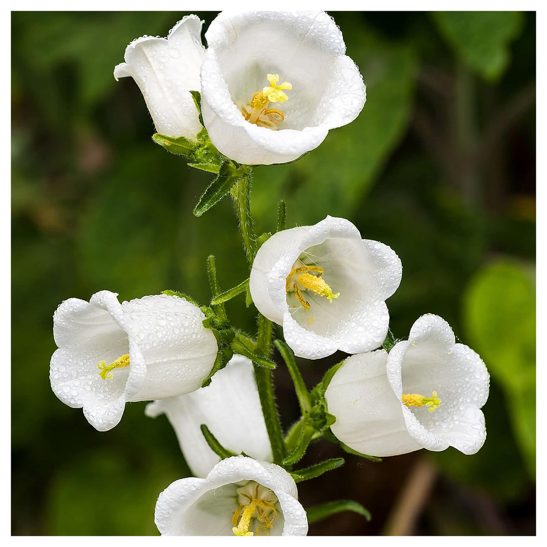 Heirloom Non-GMO White Canterbury Bells Flower Seeds for Planting – Organic Garden Seeds with High Germination Cott | Neera Seeds product photo [neera-v4-7254ae389483f90c4090]